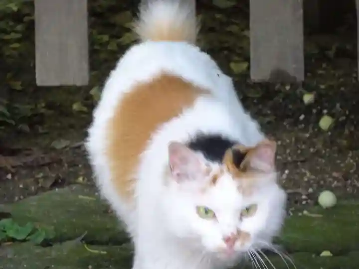 阿邪訶根神社の動物