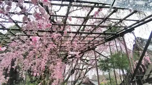 賀茂別雷神社（上賀茂神社）の庭園