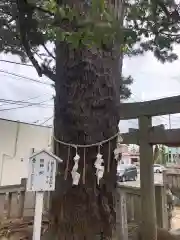 四所神社の自然