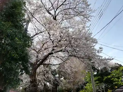 岩槻愛宕神社の自然