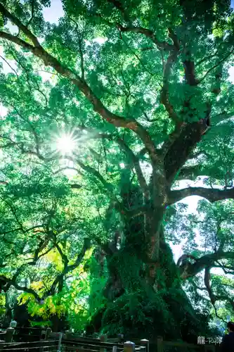蒲生八幡神社(鹿児島県)