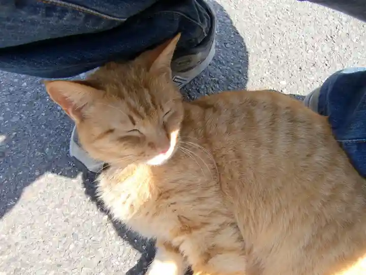 御誕生寺(猫寺)の動物