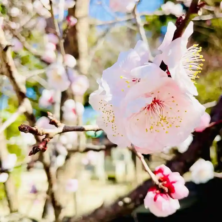 現人神社(福岡県)