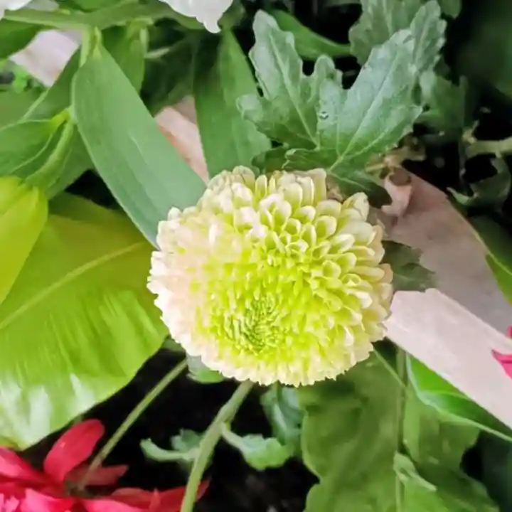 彌彦神社 (伊夜日子神社)(北海道)