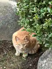 倶梨迦羅神社の動物