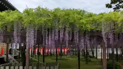 葛井寺の{uncategorized: "未分類", other: "その他", undefined: "問題あり", building: "その他建物", grave: "お墓", sacred_gate: "鳥居", guardian: "狛犬", statue: "像", buddha: "仏像", history: "歴史", nature: "自然", garden: "庭園", animal: "動物", pagoda: "塔", temizu: "手水舎", mountain_gate: "山門・神門", sanctuary: "本殿・本堂", subordinate: "末社・摂社", art: "芸術", scenery: "景色", jizo: "地蔵", ema: "絵馬", goshuin: "御朱印", omikuji: "おみくじ", items: "授与品その他", amulet: "お守り", goshuincho: "御朱印帳", eats: "食事", festival: "お祭り", votive_dance: "神楽", shichigosan: "七五三参", wedding: "結婚式", experience: "体験その他", initially: "初詣", around: "周辺", anti_infection: "感染症対策"}