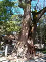 伊弉諾神宮の自然