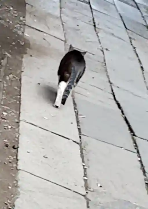 小野照崎神社(東京都)