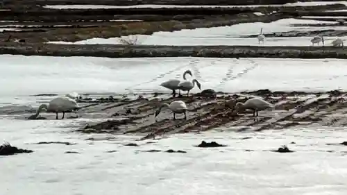 相馬妙見神社の動物