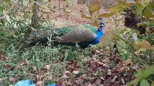 楽法寺（雨引観音）の{uncategorized: "未分類", other: "その他", undefined: "問題あり", building: "その他建物", grave: "お墓", sacred_gate: "鳥居", guardian: "狛犬", statue: "像", buddha: "仏像", history: "歴史", nature: "自然", garden: "庭園", animal: "動物", pagoda: "塔", temizu: "手水舎", mountain_gate: "山門・神門", sanctuary: "本殿・本堂", subordinate: "末社・摂社", art: "芸術", scenery: "景色", jizo: "地蔵", ema: "絵馬", goshuin: "御朱印", omikuji: "おみくじ", items: "授与品その他", amulet: "お守り", goshuincho: "御朱印帳", eats: "食事", festival: "お祭り", votive_dance: "神楽", shichigosan: "七五三参", wedding: "結婚式", experience: "体験その他", initially: "初詣", around: "周辺", anti_infection: "感染症対策"}