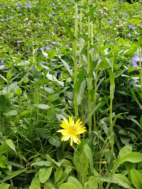 白狐山光星寺(山形県)