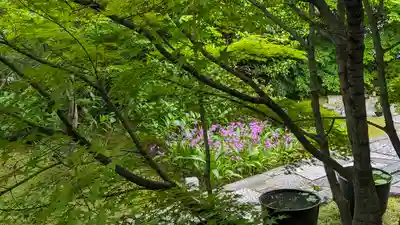勝林寺(京都府)