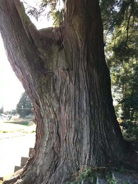 下野八幡大神社の自然