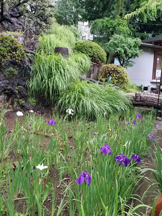 鳩森八幡神社の自然