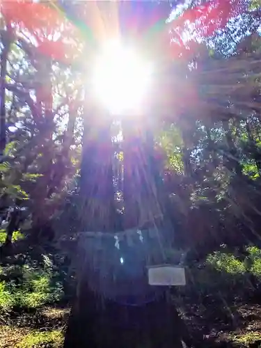 稲佐神社の自然