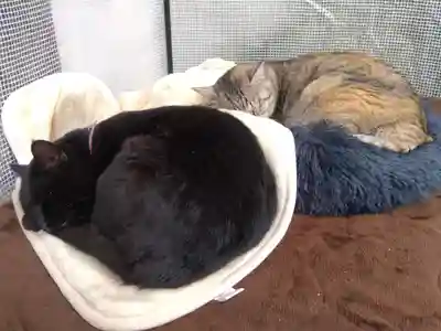 御誕生寺（猫寺）(福井県)