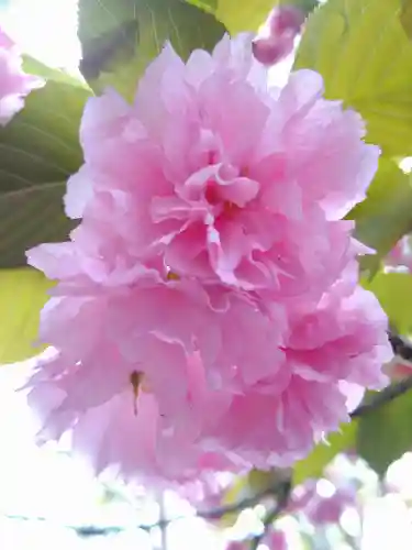 阿智神社の自然