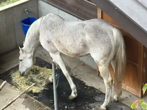 鹿児島神宮の{uncategorized: "未分類", other: "その他", undefined: "問題あり", building: "その他建物", grave: "お墓", sacred_gate: "鳥居", guardian: "狛犬", statue: "像", buddha: "仏像", history: "歴史", nature: "自然", garden: "庭園", animal: "動物", pagoda: "塔", temizu: "手水舎", mountain_gate: "山門・神門", sanctuary: "本殿・本堂", subordinate: "末社・摂社", art: "芸術", scenery: "景色", jizo: "地蔵", ema: "絵馬", goshuin: "御朱印", omikuji: "おみくじ", items: "授与品その他", amulet: "お守り", goshuincho: "御朱印帳", eats: "食事", festival: "お祭り", votive_dance: "神楽", shichigosan: "七五三参", wedding: "結婚式", experience: "体験その他", initially: "初詣", around: "周辺", anti_infection: "感染症対策"}