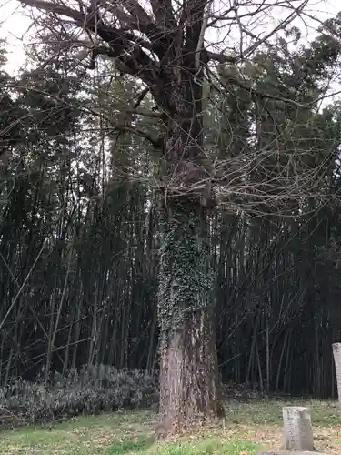 伊射奈美神社の自然