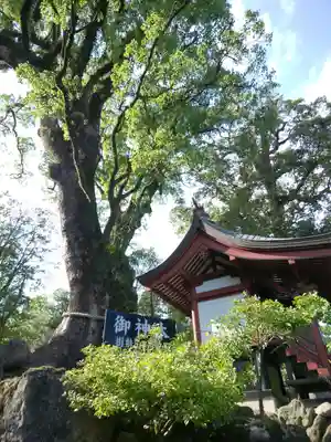 鹿児島神宮(鹿児島県)