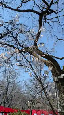 平野神社(京都府)