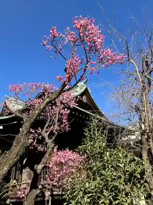 桜神宮(東京都)