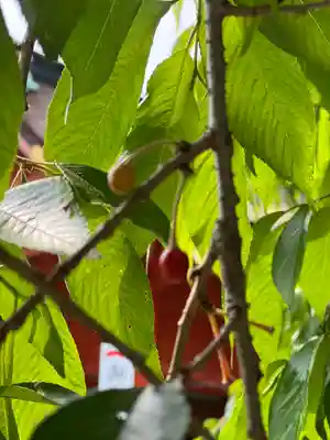 富士山本宮浅間大社(静岡県)