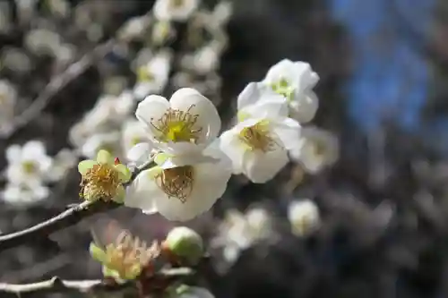 意賀美神社(大阪府)
