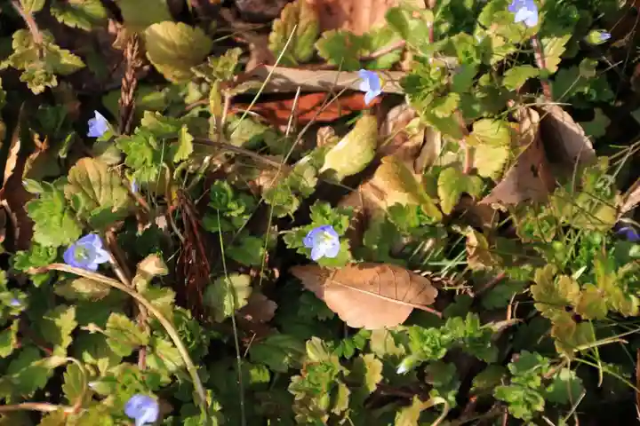 鹿島大神宮の自然