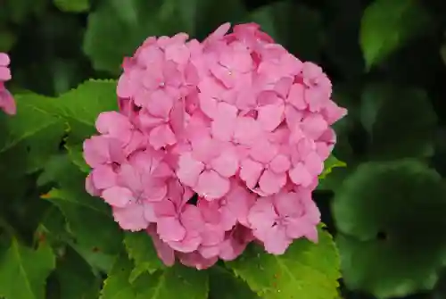 二本松寺(茨城県)