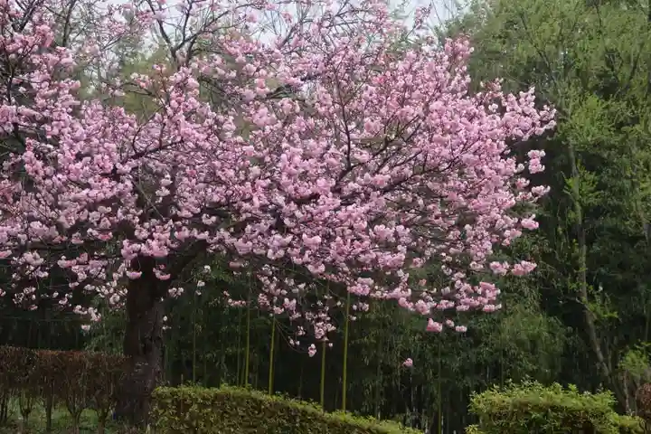 滑川神社 - 仕事と子どもの守り神の自然