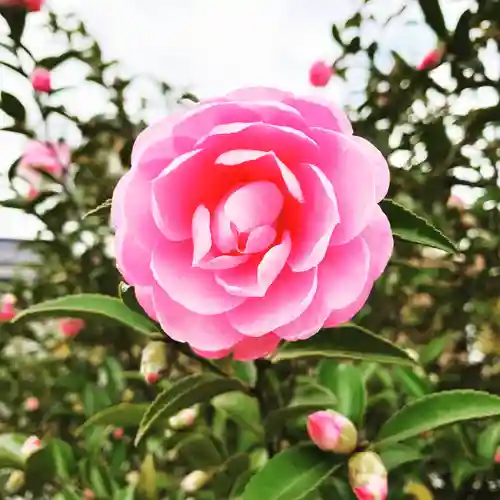 豊景神社の自然