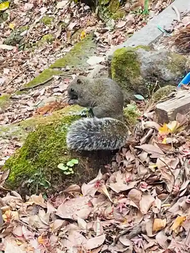 佐助稲荷神社の動物