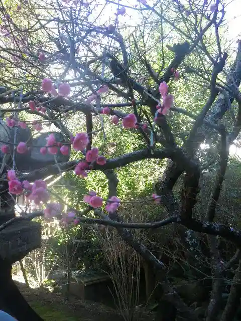 安國論寺(安国論寺)の自然