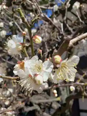 熊野神社(東京都)