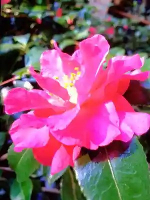 赤坂氷川神社(東京都)