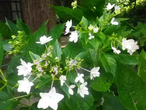 御霊神社の自然