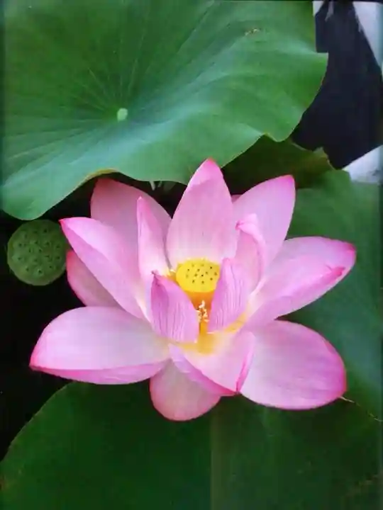 長善寺(東京都)