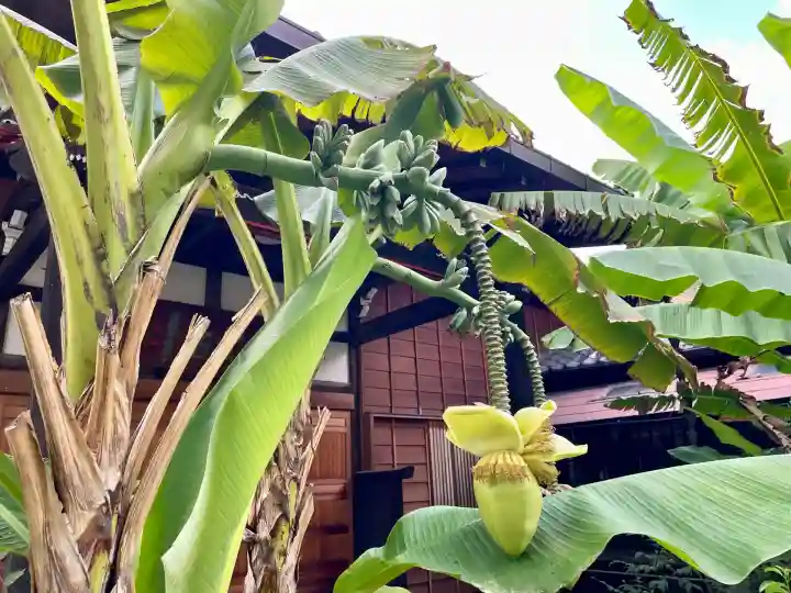洞雲寺(東京都)