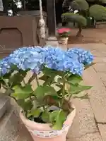 伏木香取神社の自然