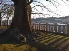 若宮八幡宮の自然