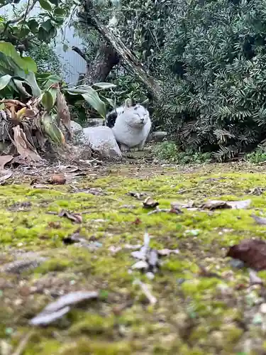 一心寺・一心禅寺の動物