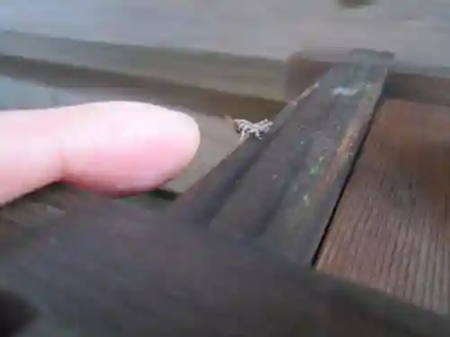 屋久島大社(鹿児島県)