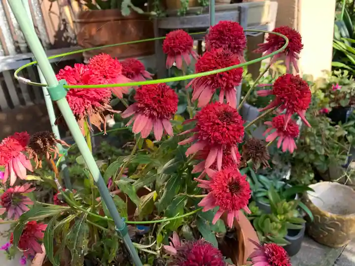 泉竜寺(乙女不動尊)の自然