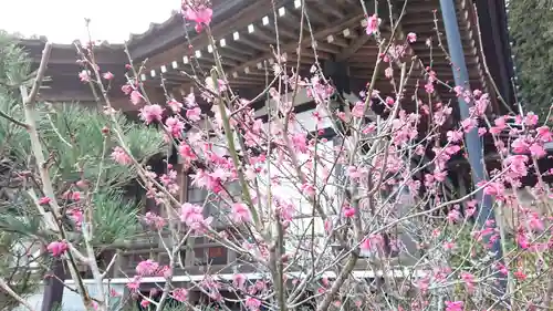 本蓮寺の自然