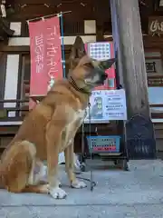 本久寺の動物