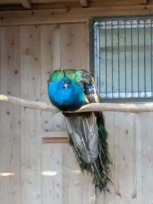 岩槻久伊豆神社(埼玉県)