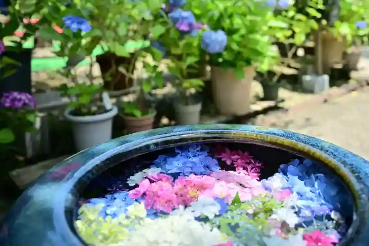 光照寺(新潟県)