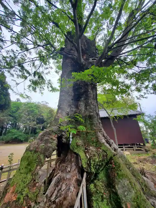 八幡宮 (上羽田町)(栃木県)