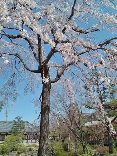 蓮華王院（三十三間堂）(京都府)